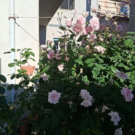 Bed & Breakfast Le Ortensie Bono (Sassari)