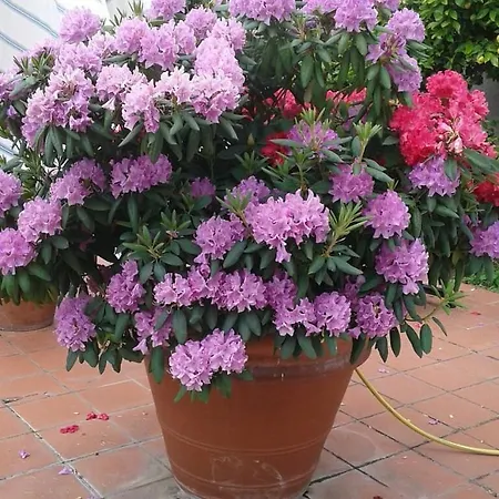 Le Ortensie 3*