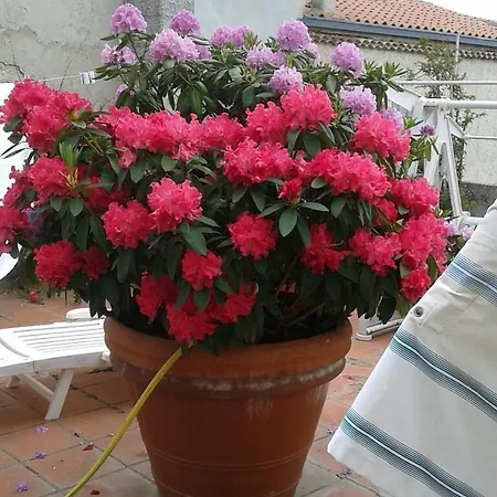 Le Ortensie 3*