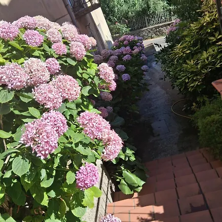 Le Ortensie