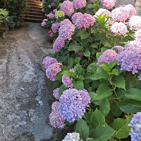 Bed & Breakfast Le Ortensie